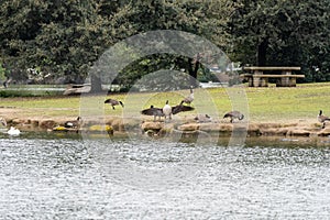 Canadian Geese Woodward Park Pond Spring 2024 Fresno, California