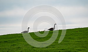 Canadian Geeses on grass walking up to hill photo
