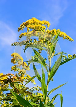 Canadian goldenrod with bees