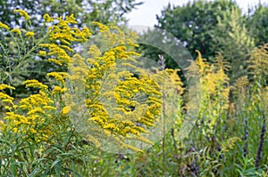 Canadian goldenrod or Solidago canadensis blooms with yellow flowers in autumn.