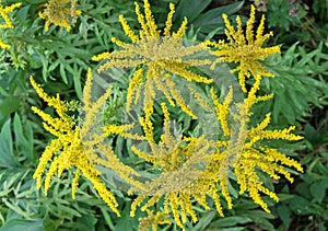 Canadian goldenrod or Solidago canadensis blooms with yellow flowers in autumn.