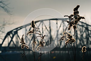 Canadian goldenrod at sunset in front of the Glinki-Góra Kalwaria railroad bridge.