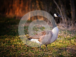 Canadian Goose