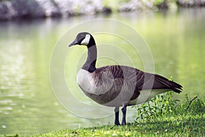 Canadian Goose