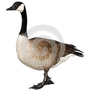 Canadian Goose