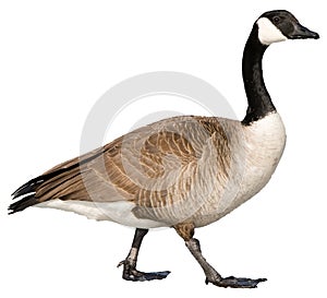 Canadian Goose photo