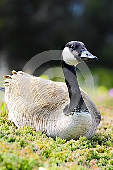 Canadian Goose