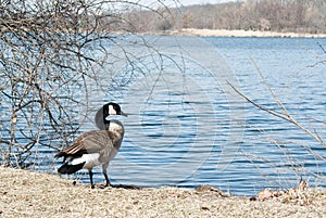 Canadian Goose