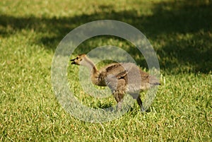 Canadian Goose