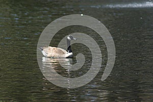 Canadian Goose