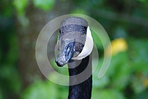 Canadian Goose