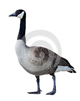 Canadian Goose photo