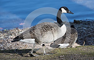 Canadian Goose