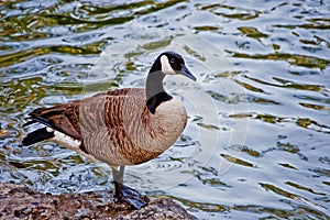 Canadian Goose