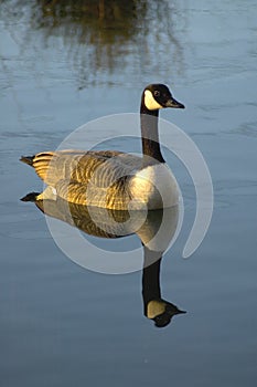 Canadian Goose photo