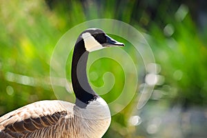 Canadian Goose