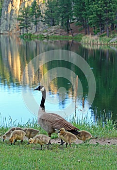 Canadian Goose with baby goslings next to Sylvan Lake in Custer State Park in the Black Hills of South Dakota