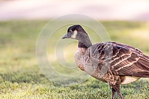 Canadian Goose Bird in the Green Grass