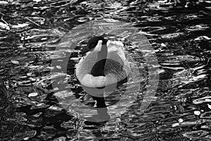 Canadian Goose in Black and White