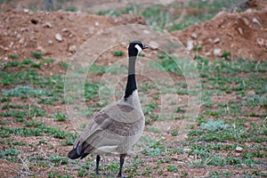 A Canadian Goose (Branta canadensis)