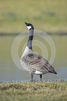 Canadian goose Branta canadensis in a meadow