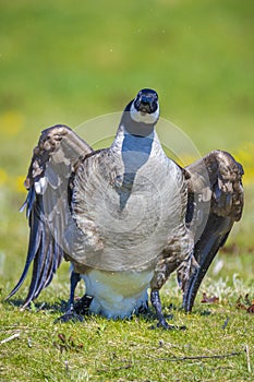 Canadian goose Branta canadensis in a meadow