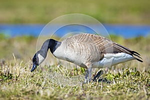 Canadian goose Branta canadensis in a meadow