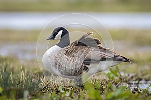 Canadian goose Branta canadensis in a meadow