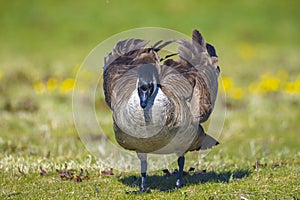 Canadian goose Branta canadensis in a meadow