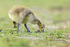 Canadian goose Branta canadensis pullus in a meadow