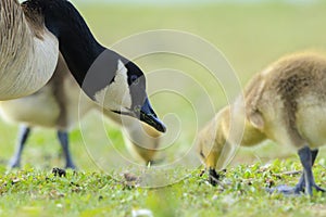 Canadian goose Branta canadensis pullus in a meadow