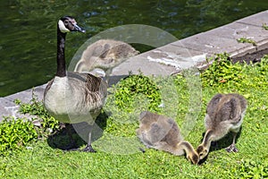 Canadian goose Branta canadensis walking with young goslings