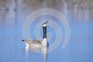 Canadian goose, Branta canadensis, washing