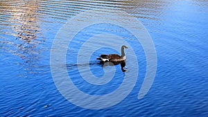 Canadian Goose in Central Park NYC