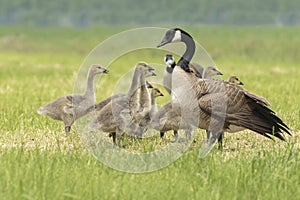 Canadian goose chicks and family