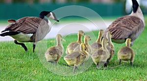 Canadian goose with chicks, geese with goslings walking in green grass in Michigan during spring.