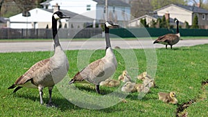 Canadian goose with chicks, geese with goslings walking in green grass in Michigan during spring.