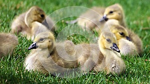 Canadian goose with chicks, geese with goslings walking in green grass in Michigan during spring.