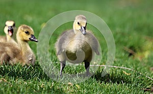 Canadian goose with chicks, geese with goslings walking in green grass in Michigan during spring.