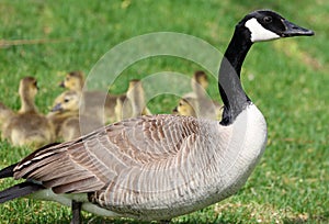 Canadian goose with chicks, geese with goslings walking in green grass in Michigan during spring.