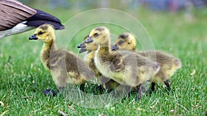 Canadian goose with chicks, geese with goslings walking in green grass in Michigan during spring.