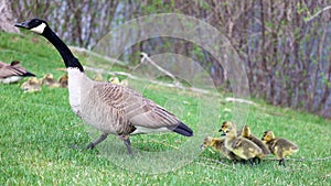 Canadian goose with chicks, geese with goslings walking in green grass in Michigan during spring.