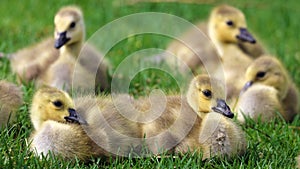 Canadian goose with chicks, geese with goslings walking in green grass in Michigan during spring.