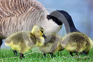 Canadian goose with chicks, geese with goslings walking in green grass in Michigan during spring.