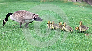 Canadian goose with chicks, geese with goslings walking in green grass in Michigan during spring.