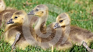 Canadian goose with chicks, geese with goslings walking in green grass in Michigan during spring.