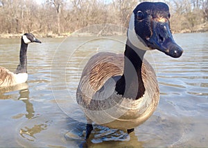 Canadian goose close-up