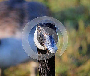 Canadian Goose Close-up