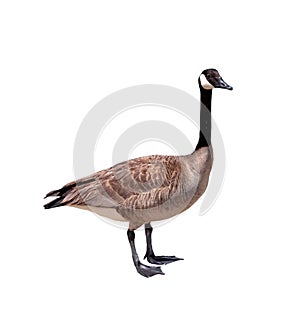 Canadian goose close up isolated on a white background