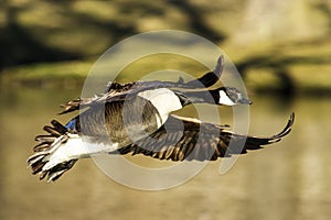 Canadian Goose